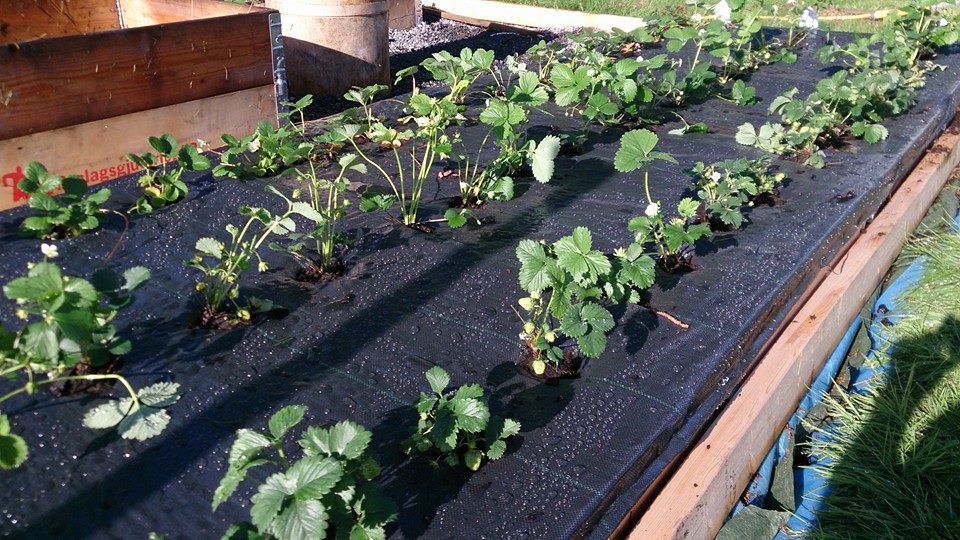 Odla jordgubbar i pallkrage – Pneumatisk transport med vakuum